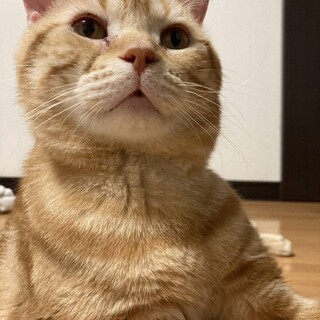 6/23さいたま市岩槻区譲渡会参加 豊作くん