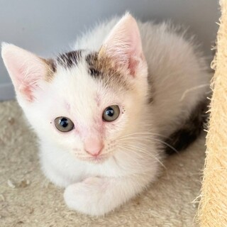 6/23さいたま市岩槻区譲渡会参加 シュート君