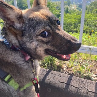 おっきなお耳がキュートなポッキーちゃん♡