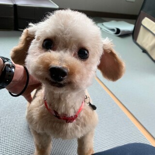 人が大好き　タイニープードルのスキップちゃん