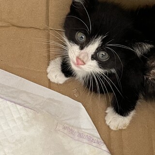生後2ヶ月程の子猫です！
