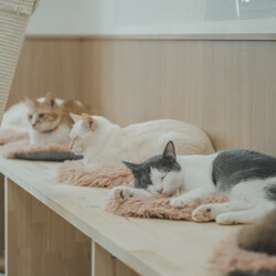 199回　保護猫カフェQsmet（くすめっと）　定例里親譲渡会