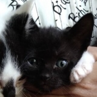 ⭐︎幸せを呼ぶ黒猫⭐︎