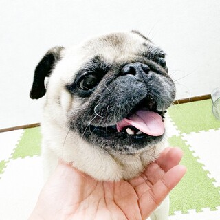 パグの女の子6歳