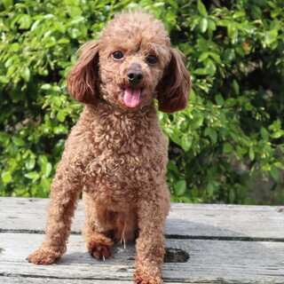 ５歳のトイプードルの男の子