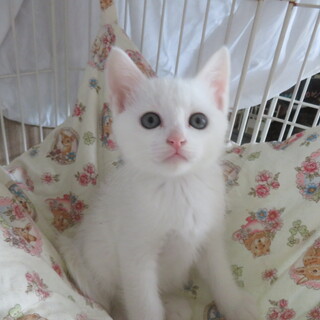 かわいい白兄弟てんくん、人なつこい・医療済