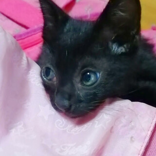 【急募★仔猫】トイレ完璧！可愛い仔猫★生後2カ月