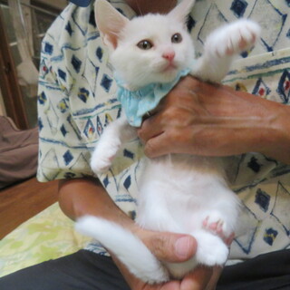 かわいい白兄弟そうくん、人なつこい・医療済