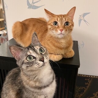 【永年預かり制度対象】超甘えん坊仲良し元気な兄妹