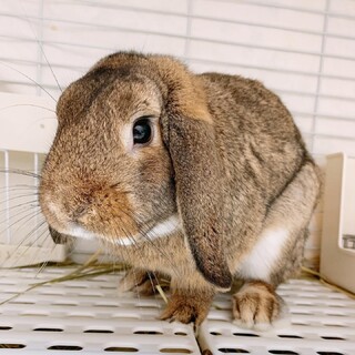 人懐っこいロップイヤーの男の子です