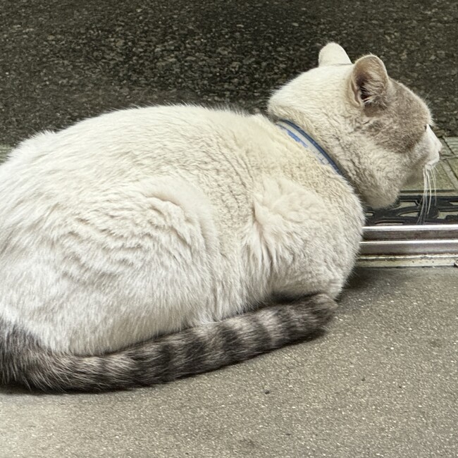 じてんしゃやのカバー写真