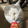 どこかの飼い猫です。いつも喧嘩して怪我してます。去勢して室内飼いしてほしい…