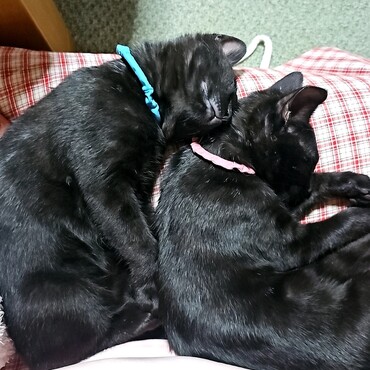 左がアムル♂、右がリアン♀