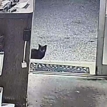 近所の飼い猫ですが縄張りを越えて来ました。お腹空かせてたし何かあったのかな…