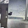 近所の飼い猫ですが縄張りを越えて来ました。お腹空かせてたし何かあったのかな…