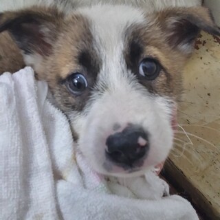 緊急！6月17日迄！　生後2ヶ月のまだ幼い子犬です