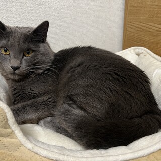 一歳の男の子里親募集します