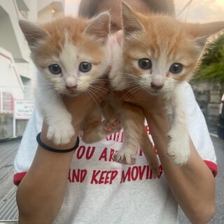 仲良し兄弟猫ちゃんです！