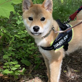 生後5ヶ月　小さめ柴犬の男の子「がんも」