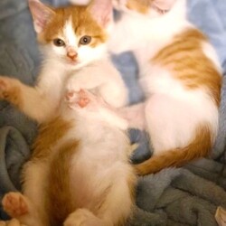 in春日井市☆子猫が沢山！保護猫をオウチに迎えよう☆2024年6月15日（土）～ちーむ にゃいんず