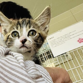 こんな甘えん坊誰が捨てたの？