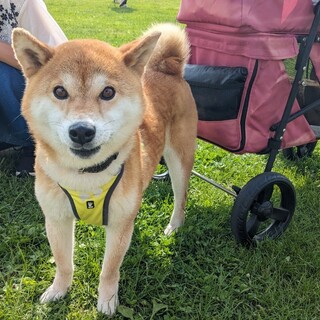 【人が大好き！】甘ったれな柴犬小鞠ちゃん