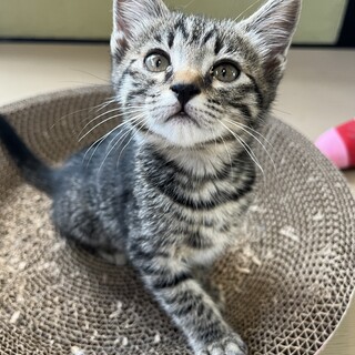 キジ　3ヶ月　女の子