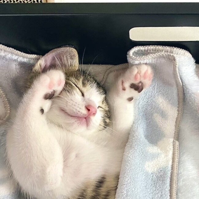 きなだいのカバー写真