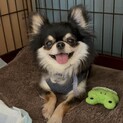 チワワ　ラプンツェルちゃん　里親様募集！