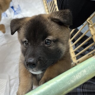 人間大好き 生後2ヶ月「しん君（オス）」