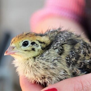 うずらの里親募集中