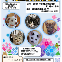 犬猫譲渡会