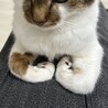 ひだりした