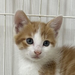 ふれあえる！保護ねこ譲渡会 in 宝塚 サムネイル2