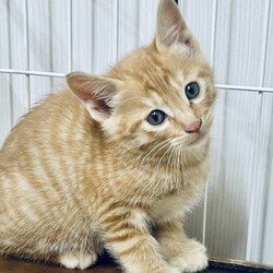 ふれあえる！保護ねこ譲渡会 in 宝塚 サムネイル3