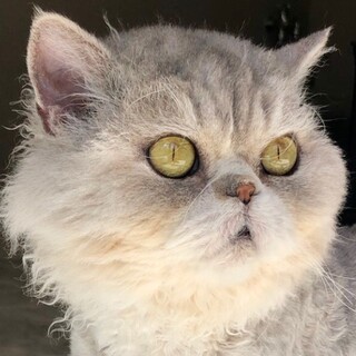 12/29〜トライアル★巻き毛ハナペチャおっとり