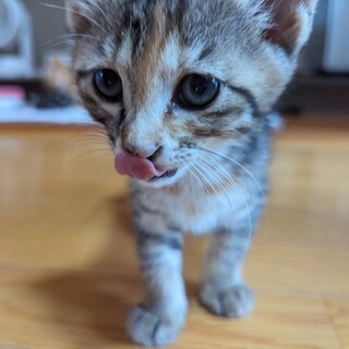 生後1か月子猫！里親様募集