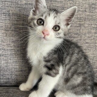 2ヶ月の男の子 雑種(サバ白)