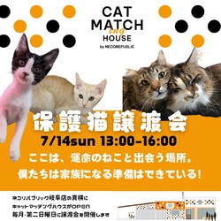 キャットマッチングハウスで譲渡会✨毎月第2日曜日開催の保護猫譲渡会