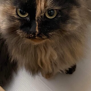 みーちゃん飼い主さんが病気で家族を失いました。