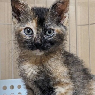 サビ2ヶ月♀ニトリちゃん【「に」5兄妹】