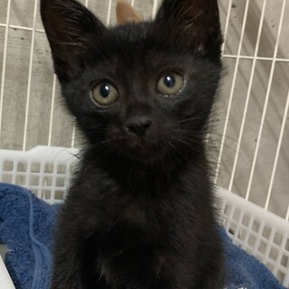 黒ネコ2ヶ月♂ニンニン君【「に」5兄妹】