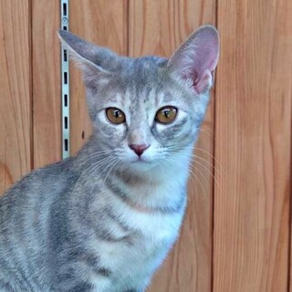 おっとりとした美猫ちゃん♡サバ白の子猫『小梅』♪