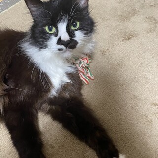 人大好き♡甘えん坊の長毛ちゃん♪