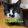 人大好き♡甘えん坊の長毛ちゃん♪ サムネイル2