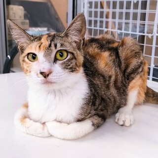 慣れ慣れ三毛女