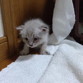 捨て猫のサンくん