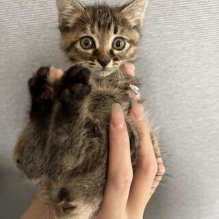 とにかくお転婆、物怖じしない子、家族を探して