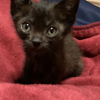 元気で人懐っこい黒猫ちゃん