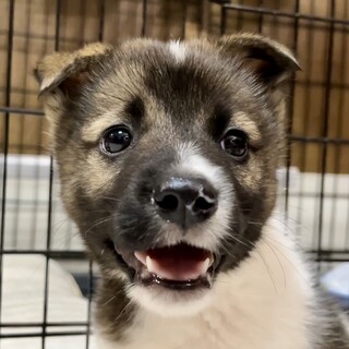 生後1ヶ月半のベタ慣れで小顔の白茶が可愛い男の子